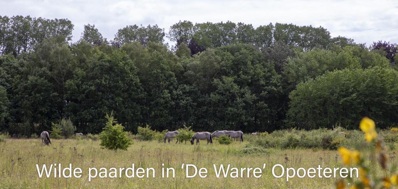 Vakantiewoning Heidebos In Het Nationaal Park Hoge Kempen Opglabbeek Ngoại thất bức ảnh