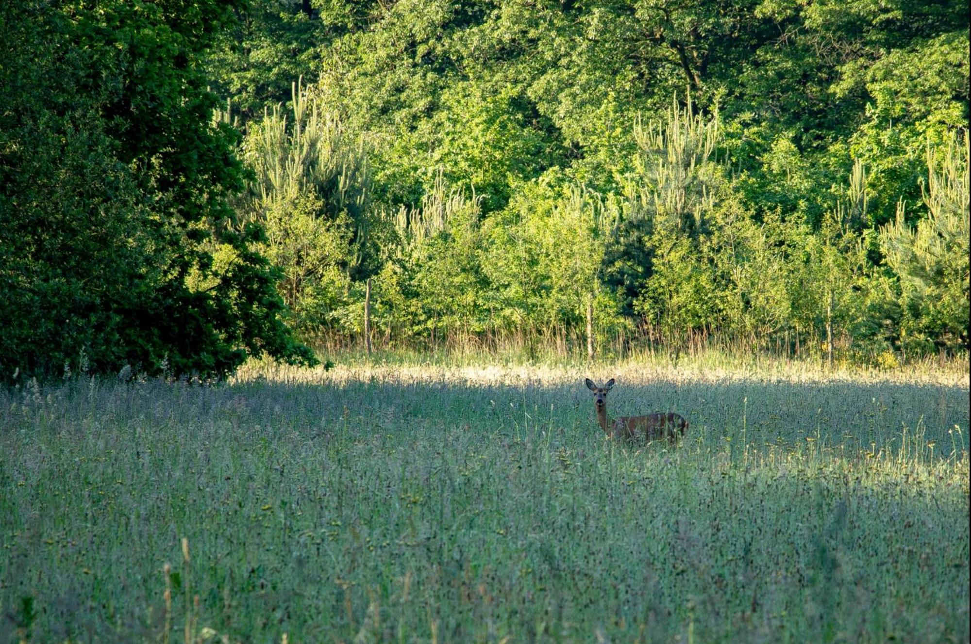 Vakantiewoning Heidebos In Het Nationaal Park Hoge Kempen Opglabbeek Ngoại thất bức ảnh